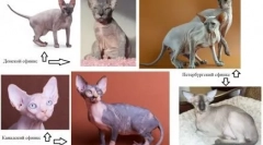 Vellar sphynxes - existujú akúkoľvek vlnu v nahých mačkách